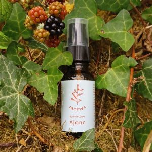Ajonc – Gorse