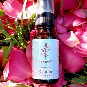Carotte sauvage