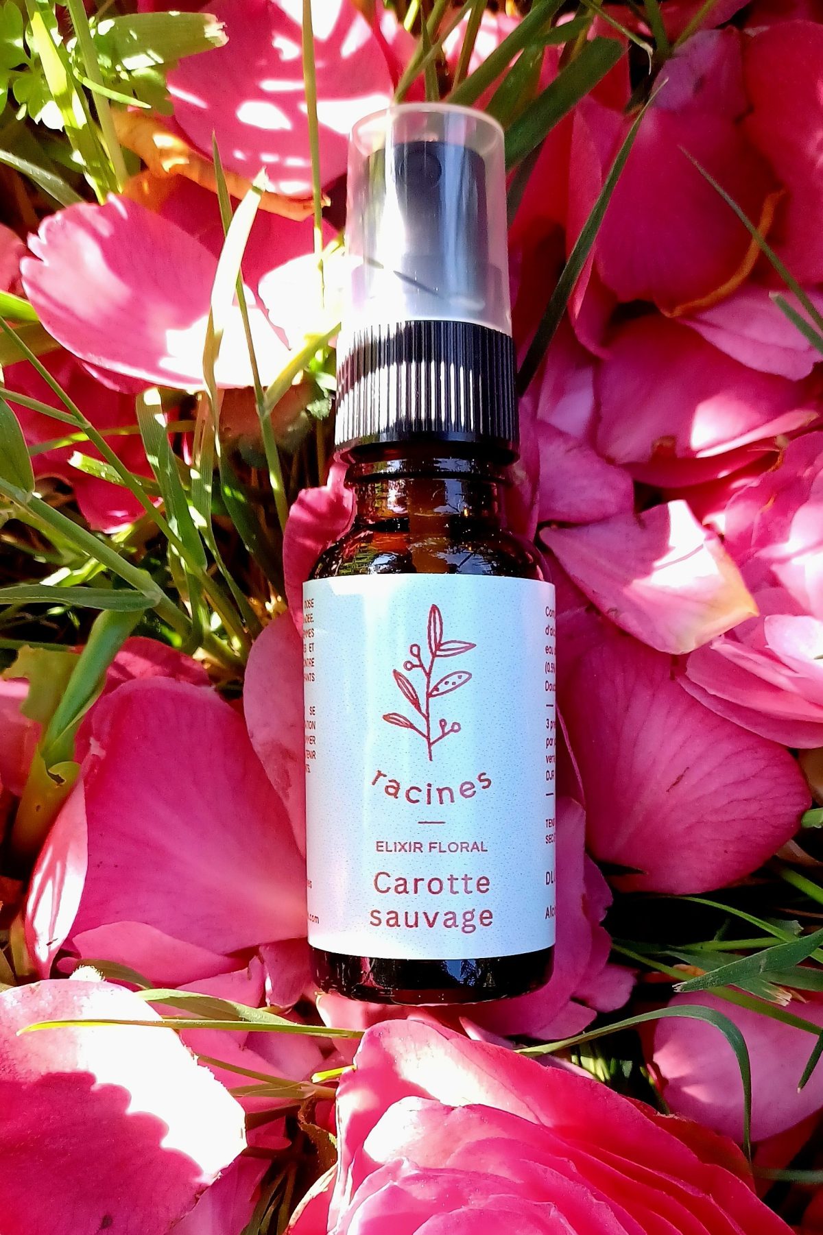 Carotte sauvage