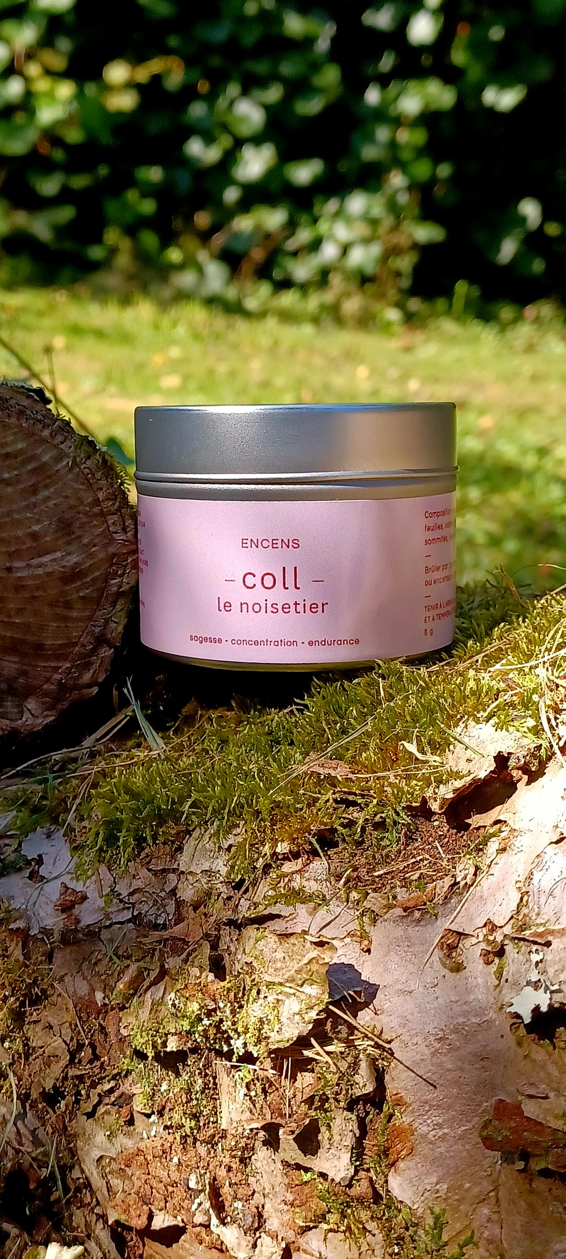 Coll, le noisetier
