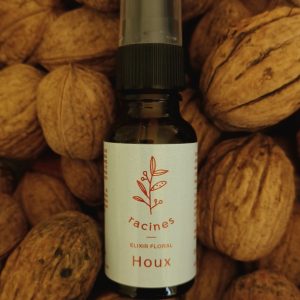 Houx -Holly