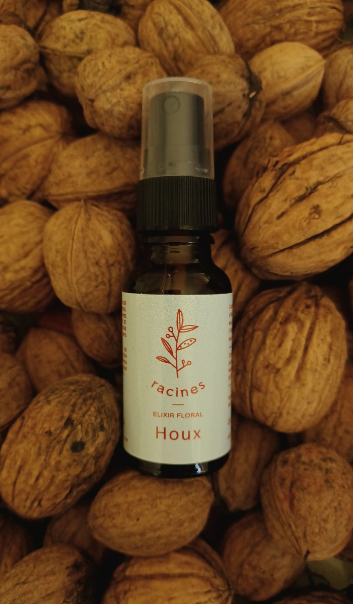 Houx -Holly