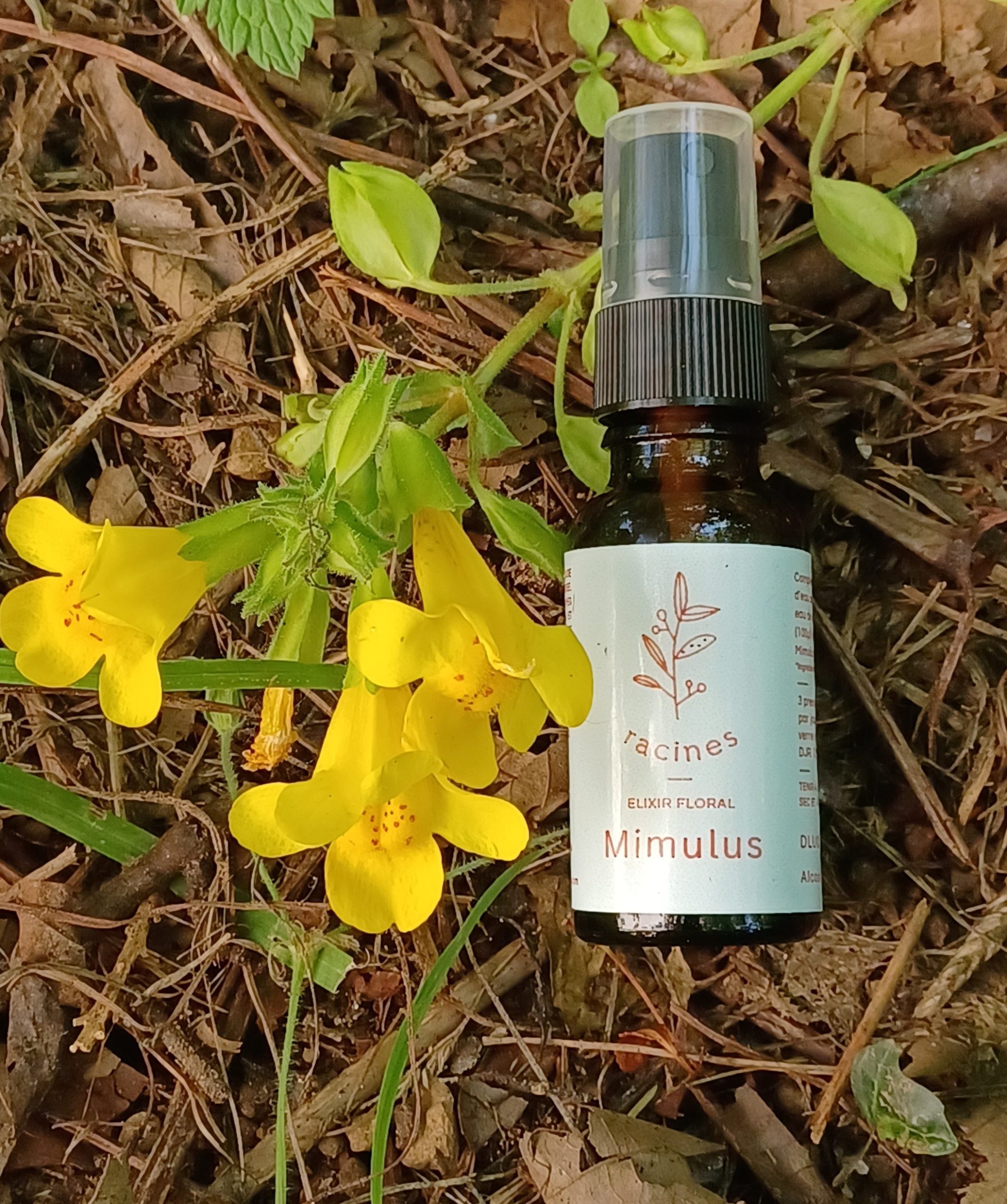 Mimulus