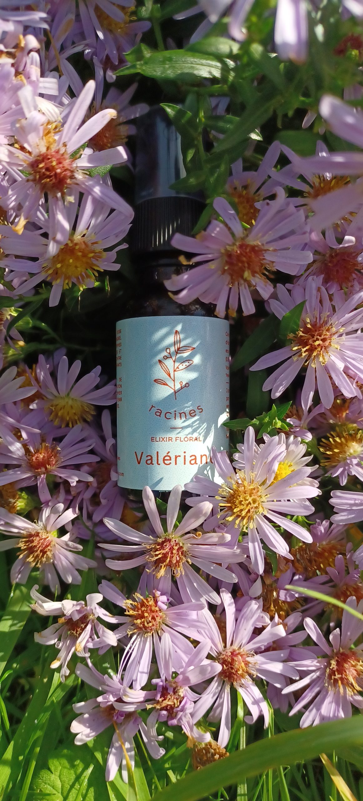 Valériane